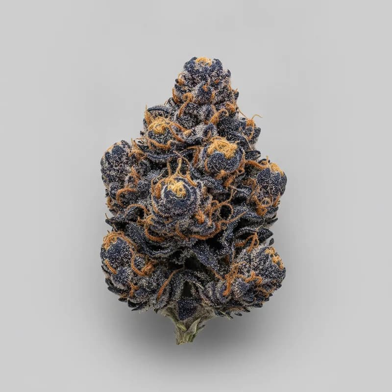 Blue Cheese Auto Autoflower Samen, professionelles Produktfoto, 18–21% THC, 70% Indica / 30% Sativa