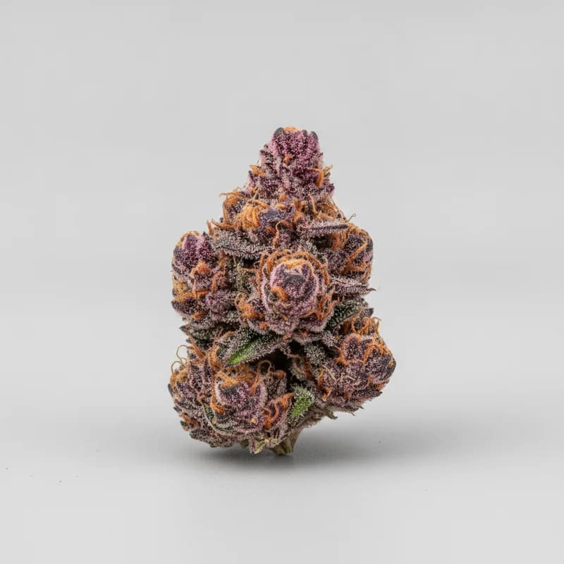 Gelato Auto Autoflower Samen – 22–25% THC