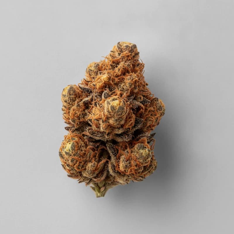 Mendo Juice Auto Autoflower Samen, professionelles Produktfoto, 21–24% THC, 65% Indica / 35% Sativa