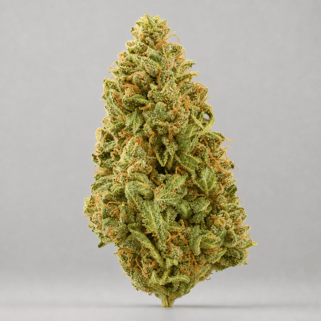 Mimosa Auto