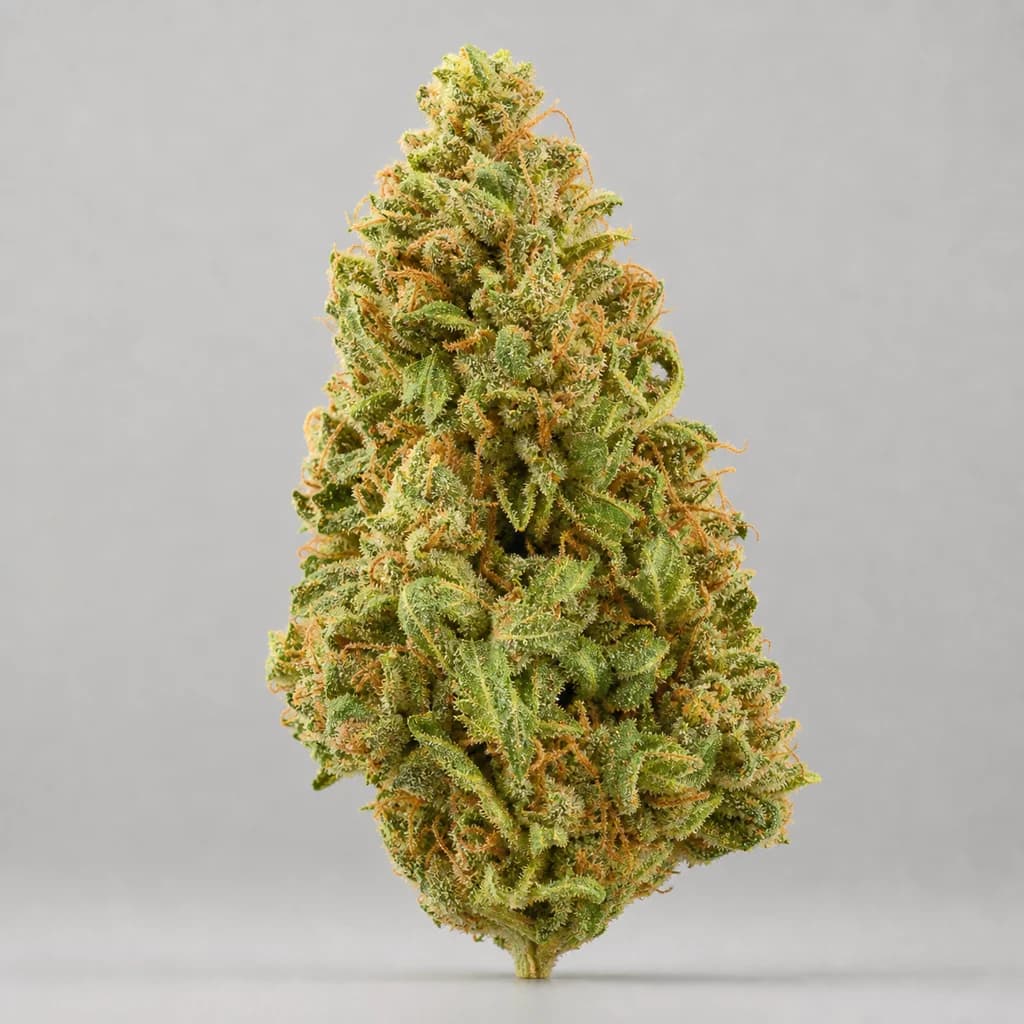 Mimosa Auto Autoflower Samen, professionelles Produktfoto, 20–23% THC, 70% Sativa / 30% Indica