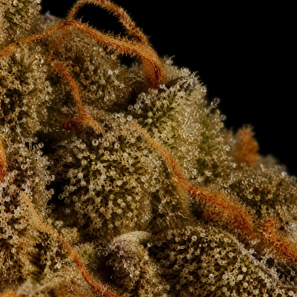 Peanut Butter Breath Auto Trichome Makro, extreme Nahaufnahme der Harzdrüsen, 20–23% THC