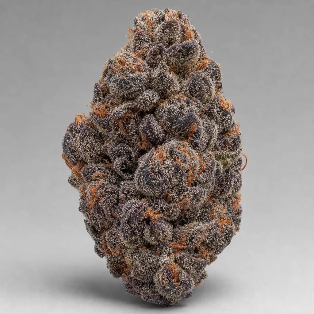 Slurricane Auto Autoflower Samen, professionelles Produktfoto, 21–24% THC, 75% Indica / 25% Sativa