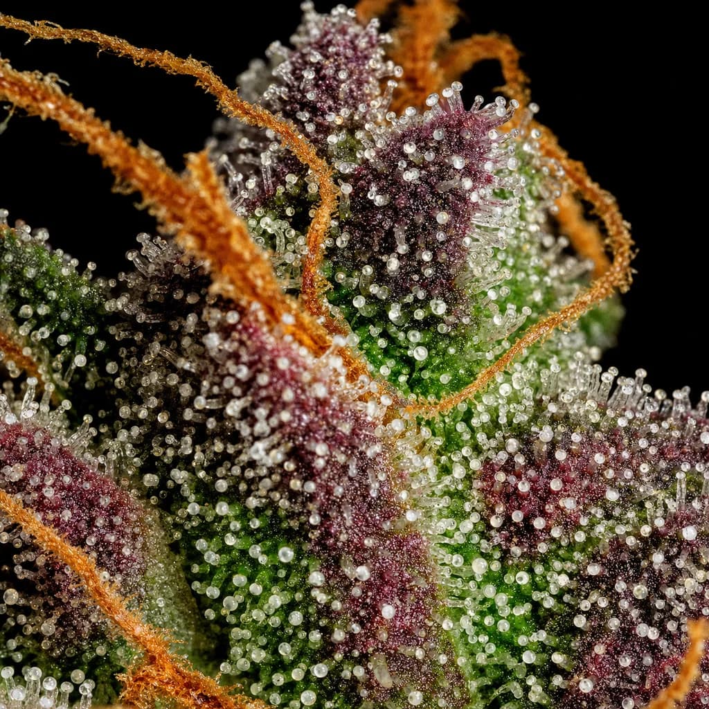 Super Boof Auto Trichome Makro, extreme Nahaufnahme der Harzdrüsen, 22–25% THC