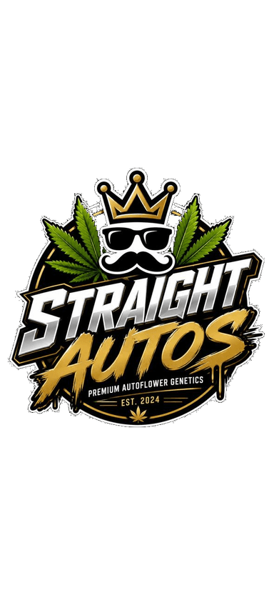 Straight Autos Premium Autoflower Genetics by Gypsynando