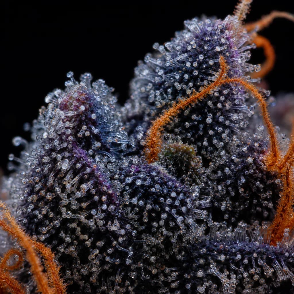 Shishkaberry Auto Trichome Makro, extreme Nahaufnahme der Harzdrüsen, 18–21% THC