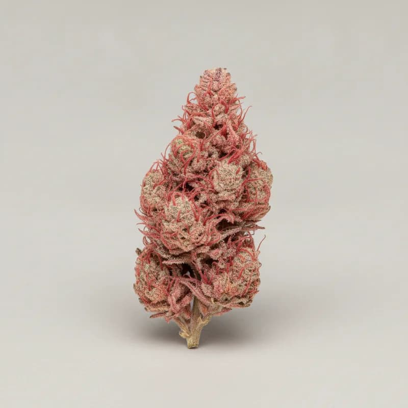 Strawberry Haze Auto Autoflower Samen, professionelles Produktfoto, 18–22% THC, 70% Sativa / 30% Indica