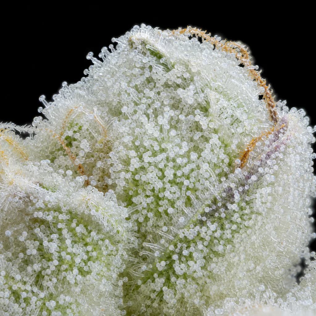 White Truffle Auto Trichome Makro, extreme Nahaufnahme der Harzdrüsen, 23–26% THC