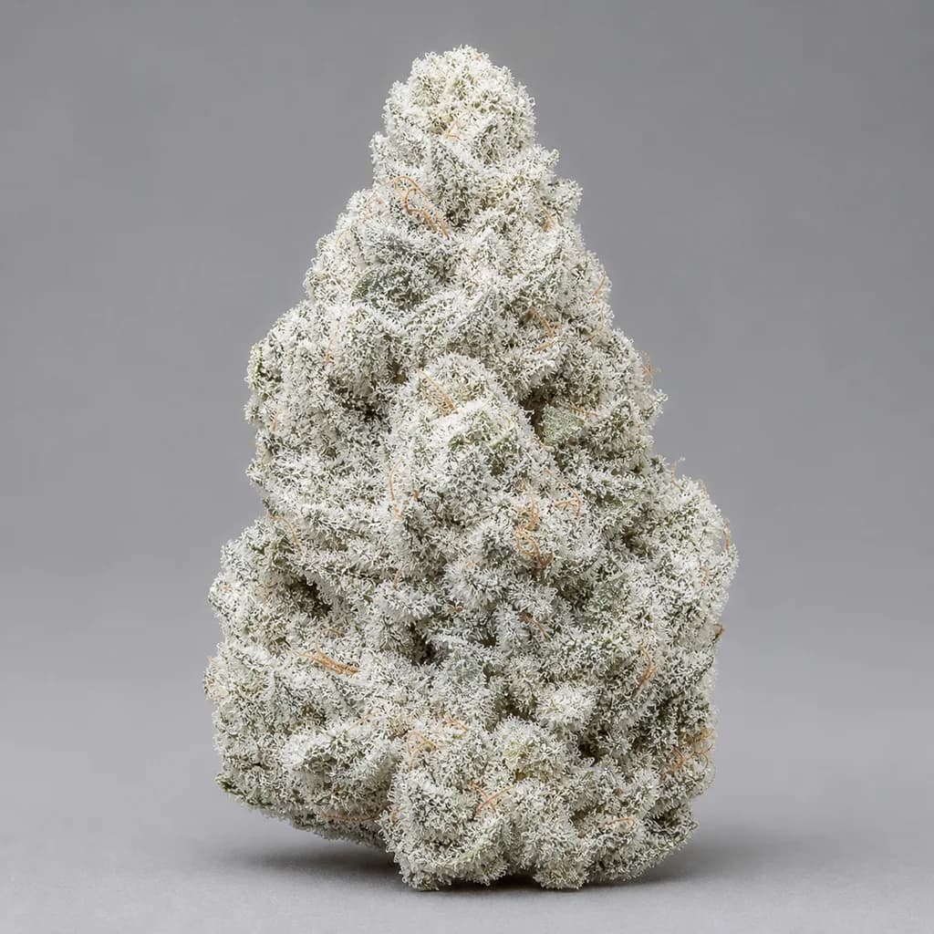 White Truffle Auto Autoflower Samen, professionelles Produktfoto, 23–26% THC, 75% Indica / 25% Sativa