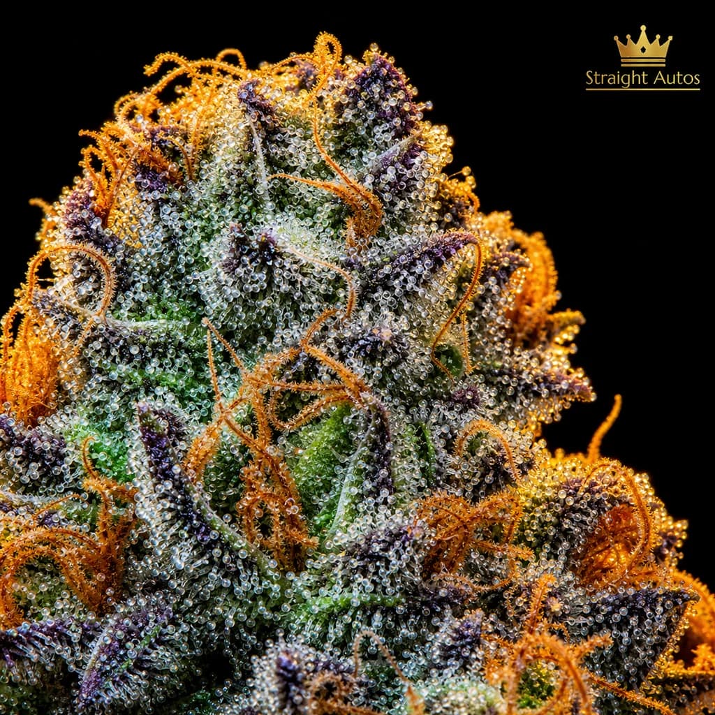 Zkittlez Auto Trichome Makro, extreme Nahaufnahme der Harzdrüsen, 19–22% THC